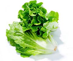 生菜.jpg 生菜.jpg